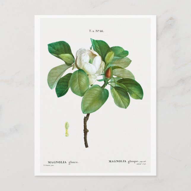 TARJETA DE POSTAL DE "MAGNOLIA" BOTÁNICA REDOUTÉ (Anverso)