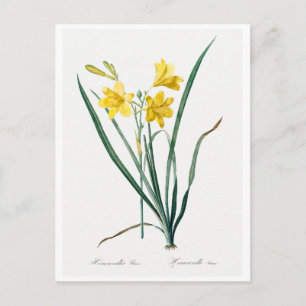 TARJETA DE POSTAL DE REDOUTÉ BOTANICAL "DAY LILY"