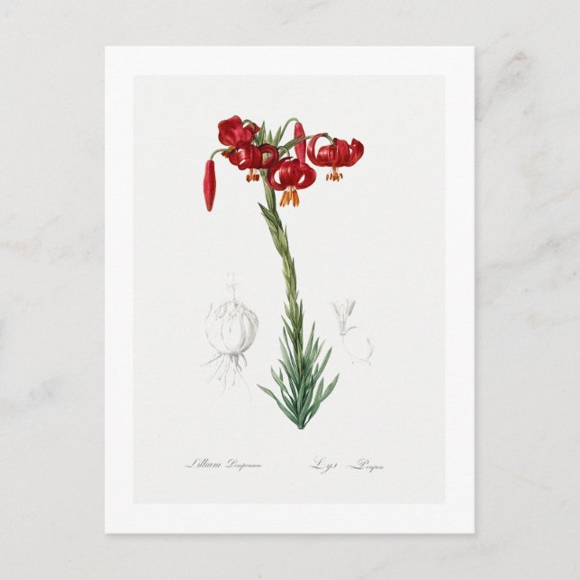 TARJETA DE POSTAL DE REDOUTÉ BOTÁNICO "LILY" (Anverso)