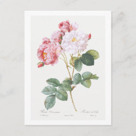 TARJETA DE POSTAL DE REDOUTÉ BOTÁNICO "ROSEBUSH"