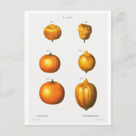 TARJETA DE POSTAL "NARANJAS" DE ILUSTRACION BOTÁNI