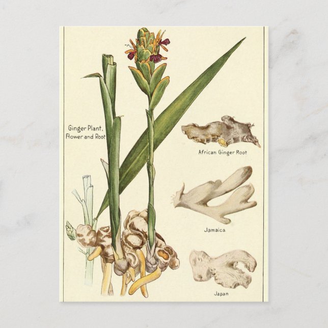 Tarjeta de postales de ilustracion de jengibre de  (Anverso)