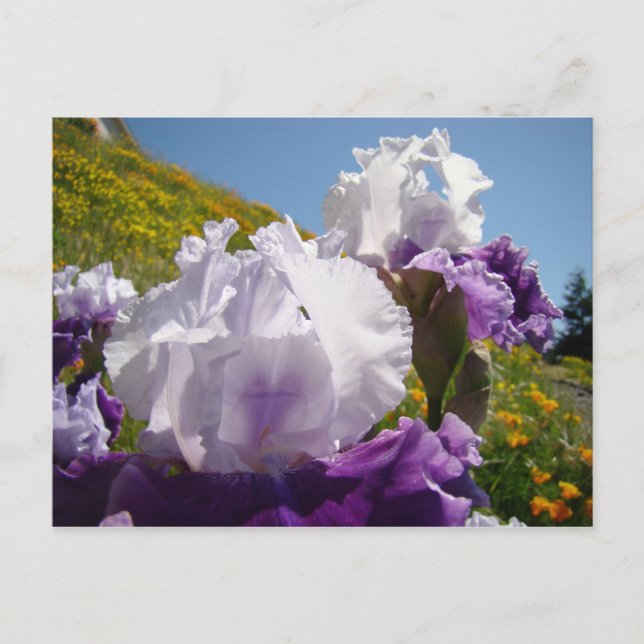 Tarjeta de postales para prados de flores iris mor (Anverso)