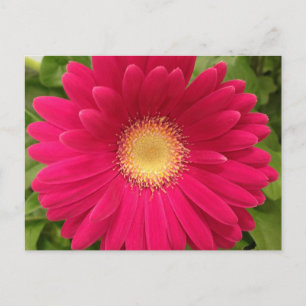 Tarjeta de poste con marco de flor roja 7x5