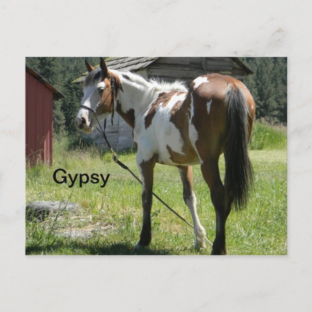 tarjeta de poste de caballo llena de pinto (Anverso)