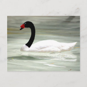 Tarjeta de poste de Swan