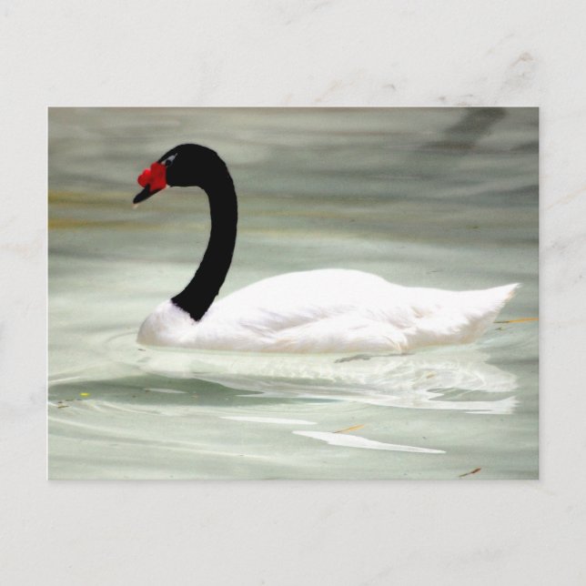 Tarjeta de poste de Swan (Anverso)