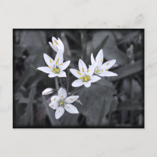 Tarjeta de posteo de foto de macro Cluster of Wild