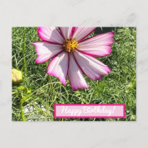 Tarjeta de posteos de flores rosadas de Cosmo, Cum