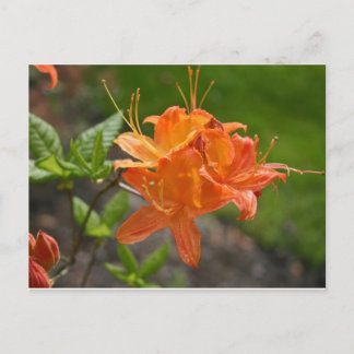 Tarjeta de postre de primavera de Flame Azalea