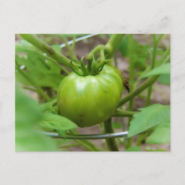 Tarjeta de postulación de tomates verdes de cosech (Anverso)