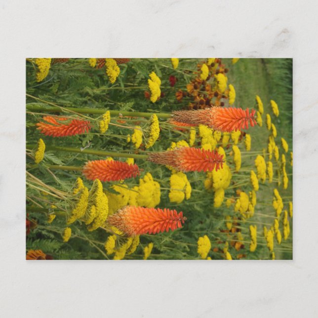 Tarjeta de postulación Kniphofia Uvaria Naranja Fl (Anverso)