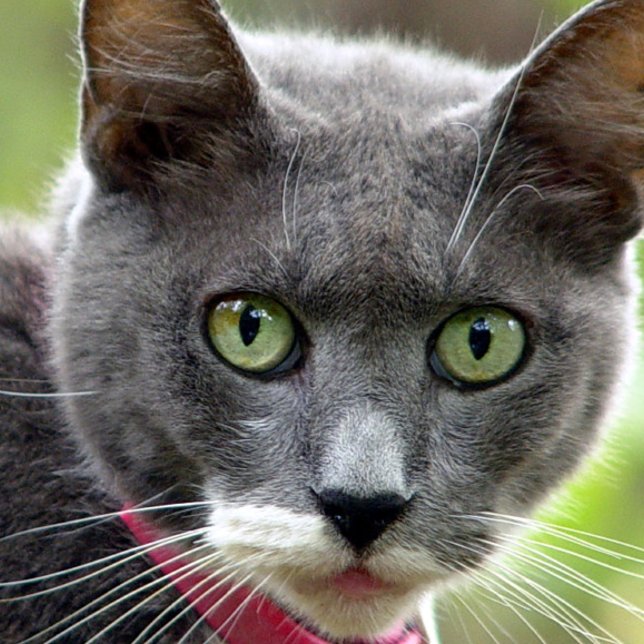 Tarjeta de presentación de mascota (Pet sitting )