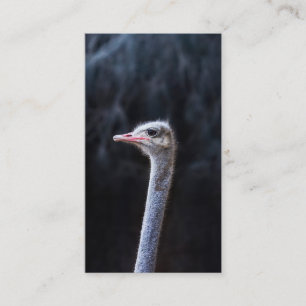 Tarjeta De Presentación Fotografía de avestruz