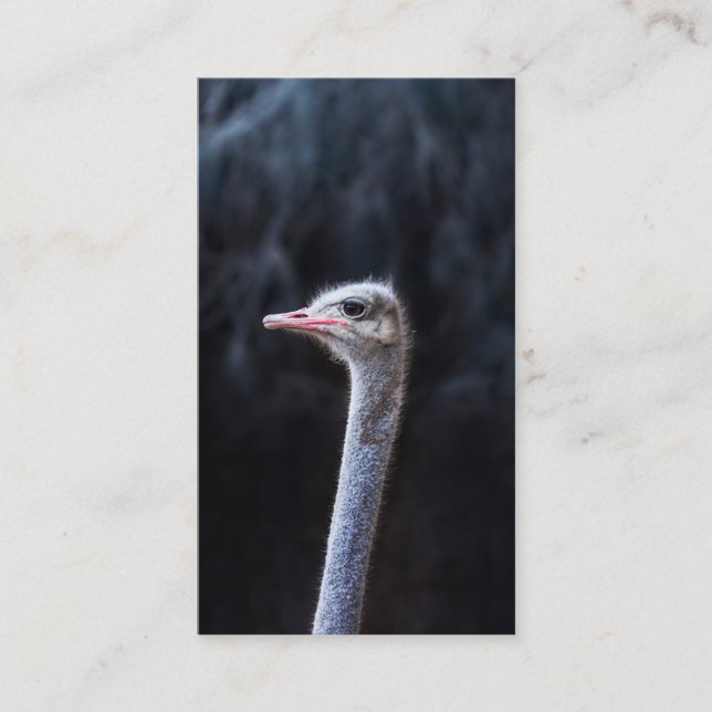 Tarjeta De Presentación Fotografía de avestruz (Anverso)