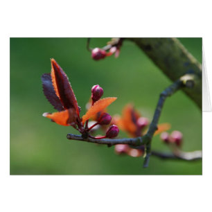 Tarjeta de primavera