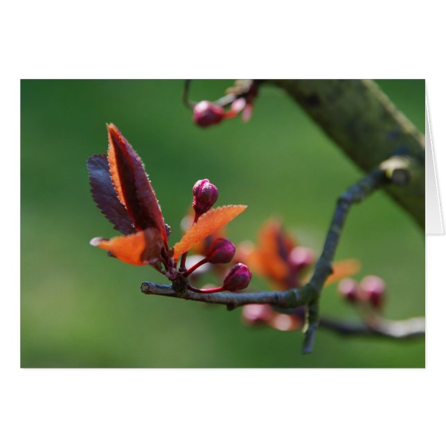 Tarjeta de primavera (Anverso (Horizontal))