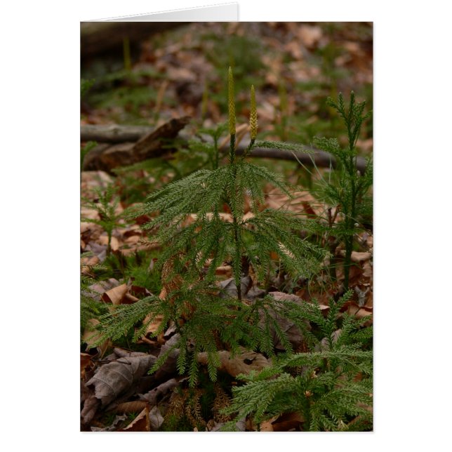 Tarjeta de princesa pino (Frente)