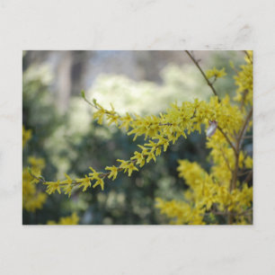 Tarjeta de publicación de fotos de Forsythia amari