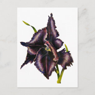 Tarjeta de publicación de loro Tulip