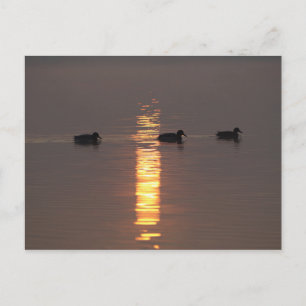 Tarjeta de publicación de Mallards