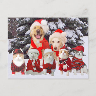 Tarjeta de publicación de Mascotas graciosos de pe