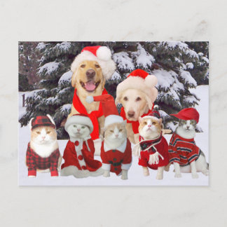 Tarjeta de publicación de Mascotas graciosos de pe