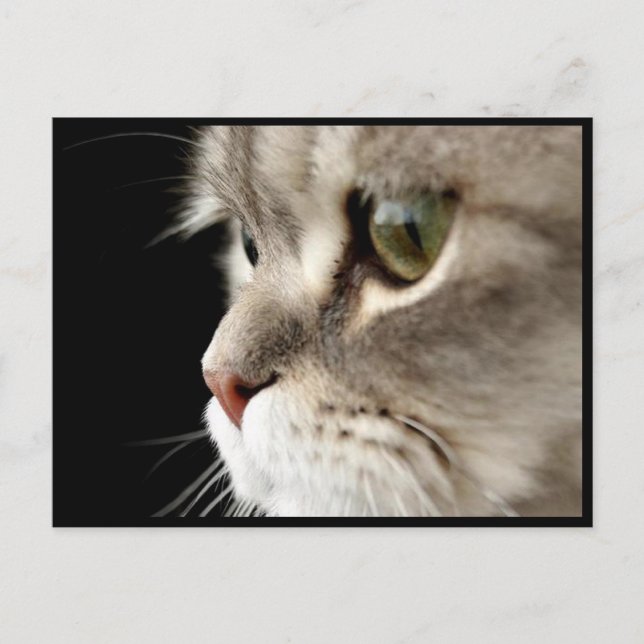 Tarjeta de publicación Kitty de cierre superior (Anverso)