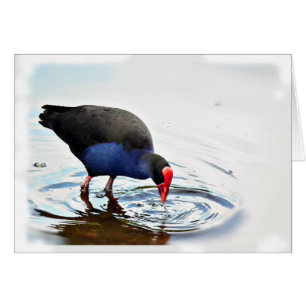 Tarjeta de Pukeko