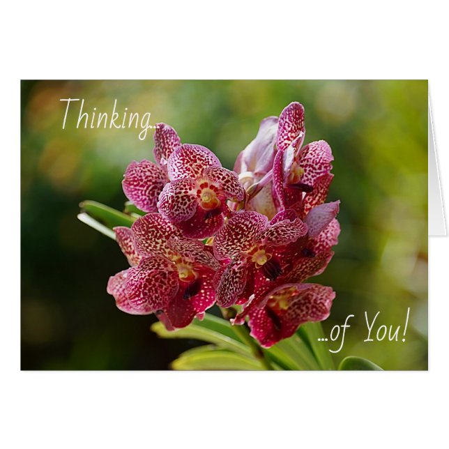 Tarjeta de Racimo de Orquídeas Vanda Tropicales (Anverso (Horizontal))