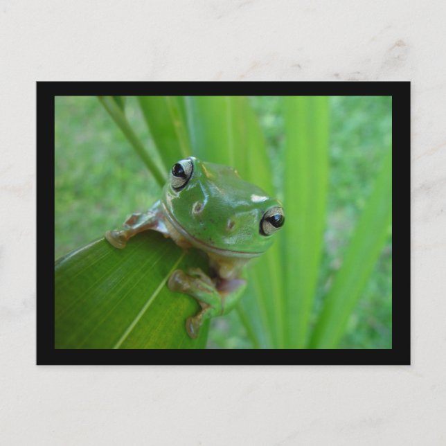 Tarjeta de rana de mirador (Anverso)