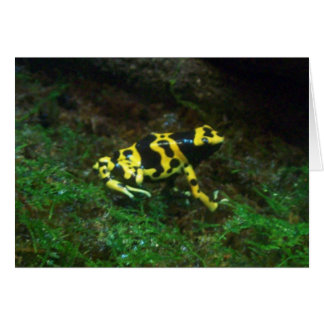 Tarjeta de Rana de veneno amarillo Dart