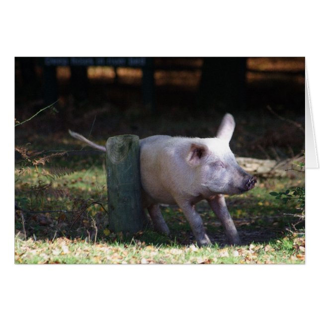 Tarjeta de rayado de cerdo (Anverso (Horizontal))