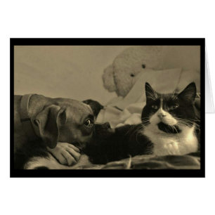 Tarjeta de rebanada para perros y gatos