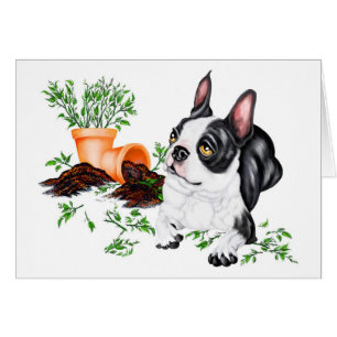 Tarjeta de recarga de Boston Terrier Naughty