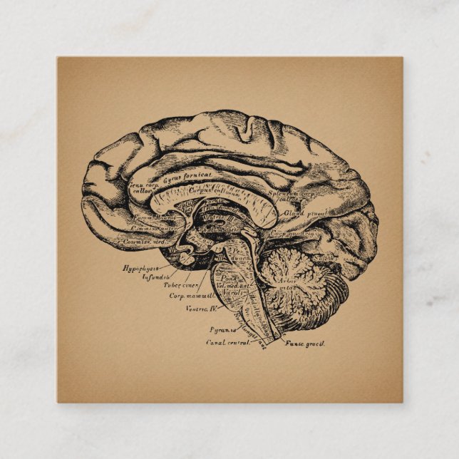 Tarjeta De Recepción Diagrama de cerebro antiguo arte de anatomía médic (Anverso)