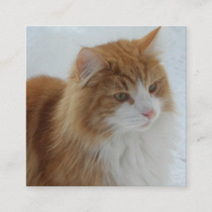 Tarjeta De Recepción Gato_del_bosque_noruego