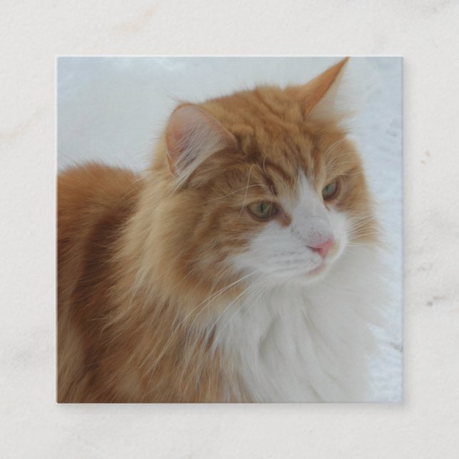 Tarjeta De Recepción Gato_del_bosque_noruego (Anverso)
