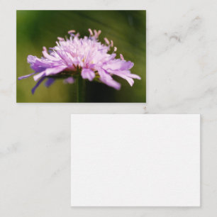 Tarjeta De Recepción Lilac Scabious (Knautia arvensis) Flor