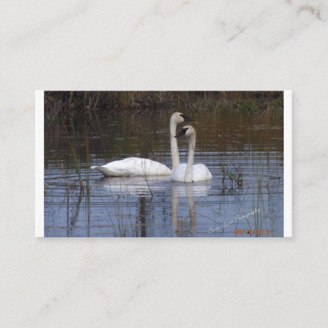 Tarjeta De Recepción Pareja de cisnes (Anverso)