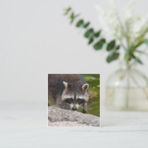 Tarjeta De Recepción Raccoon hace contacto directo con los ojos