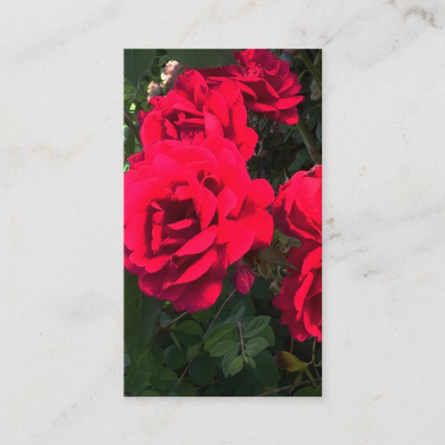 Tarjeta De Recepción Romántico Rosery Red Rose Garden (Anverso)