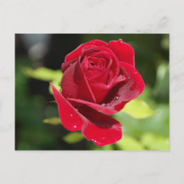 Tarjeta de receta Chocolate Chip Peanut Butter Coo