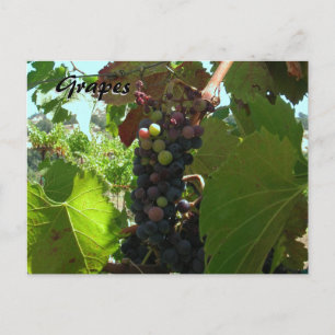 Tarjeta de receta - Uvas en vid