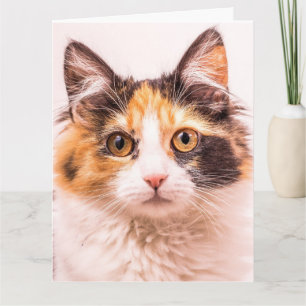 TARJETA DE RECIBIMIENTO DE CALICO CUTE CAT CUTE