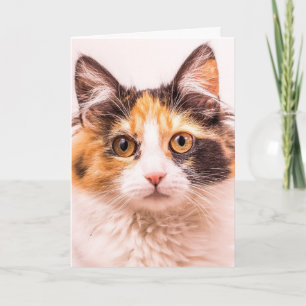 TARJETA DE RECIBIMIENTO DE CALICO CUTE CAT CUTE