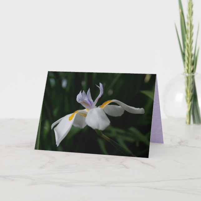 TARJETA DE RECIBIMIENTO DE "iris de hadas" (Anverso)