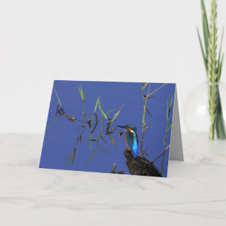 Tarjeta de reclinación del martín pescador