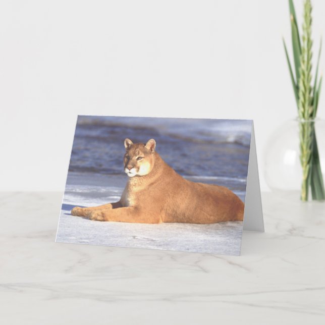 Tarjeta de reclinación del puma (Anverso)