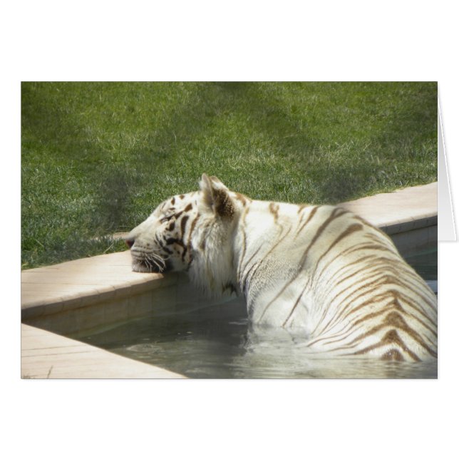 Tarjeta de reclinación del tigre (Anverso (Horizontal))